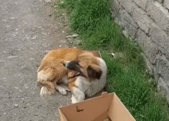 M2911007_Heartbreaking mom her newborn puppies were thrown away without any_part2