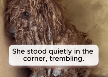 M2911009_Fear to Family Day She Became Mom. #FYP #AnimalRescue #Vir…_part2