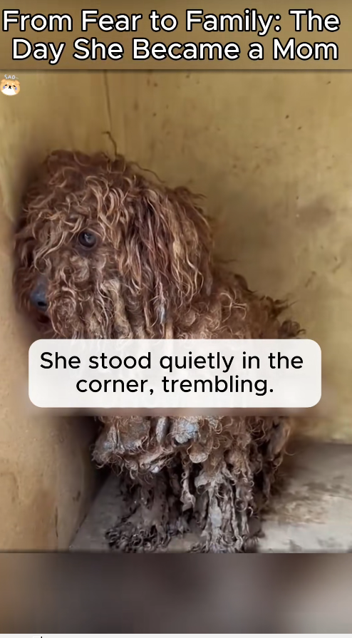M2911009_Fear to Family Day She Became Mom. #FYP #AnimalRescue #Vir…_part2