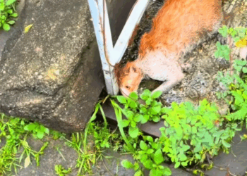 M2911011_Floating in the middle of the river, exhausted, now safe and sound #Flooding in Maharat Yai_part2