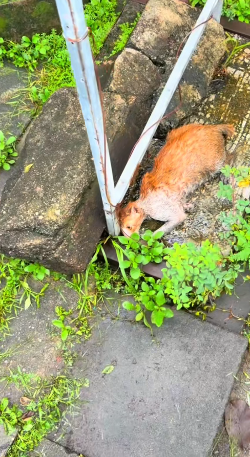 M2911011_Floating in the middle of the river, exhausted, now safe and sound #Flooding in Maharat Yai_part2