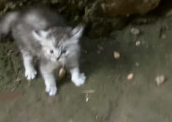 M2911012_Kenapa si sama kamera aja takut #kucingtakut_part2