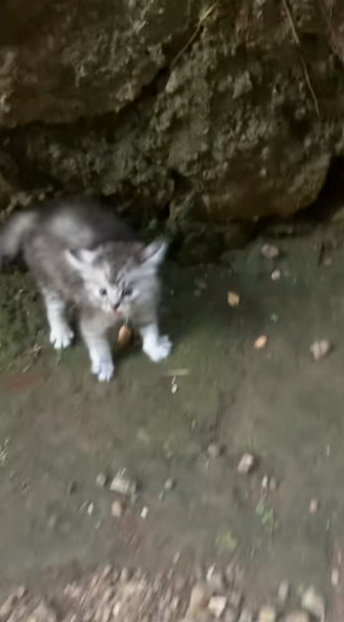 M2911012_Kenapa si sama kamera aja takut #kucingtakut_part2