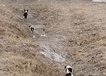 M0911009 Mother Dog Ran Safety, Little Puppy Tried To Follow, But Fell Behind In Tears part1