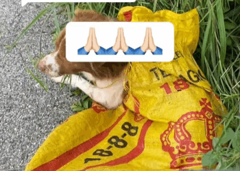 M0911010 Reply @K.K.S.T. Pakma Thank you for understanding. It’s like what I got.