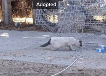 M0911012 Rescuing Cats Kittens #tnrworks #catrescue #catsoftiktok #kittenr