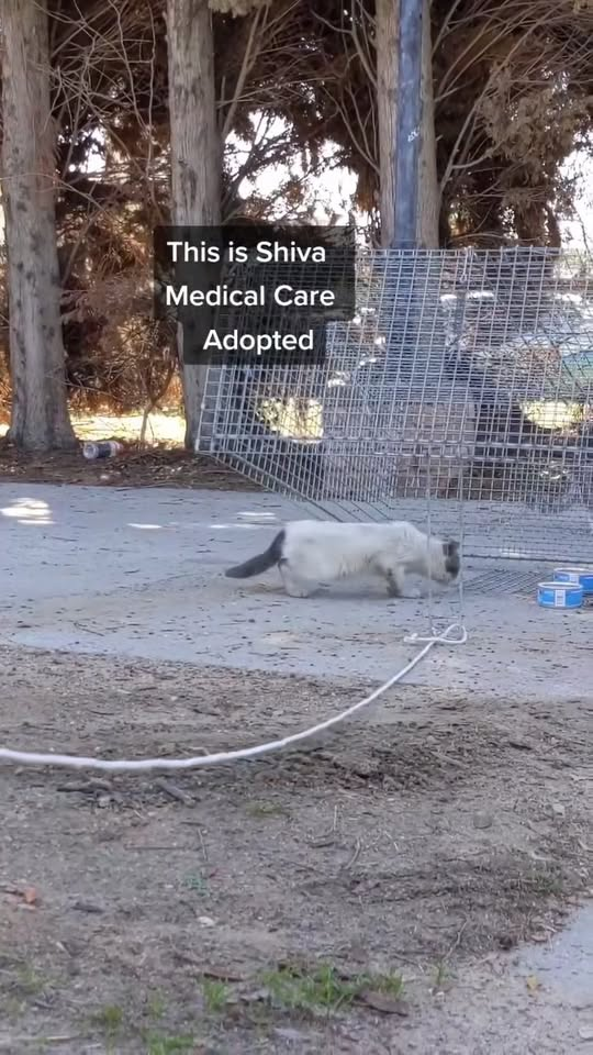 M0911012 Rescuing Cats Kittens #tnrworks #catrescue #catsoftiktok #kittenr