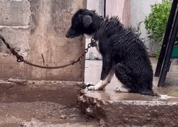 M0911013 That poor dog why did they tie him out in the rain