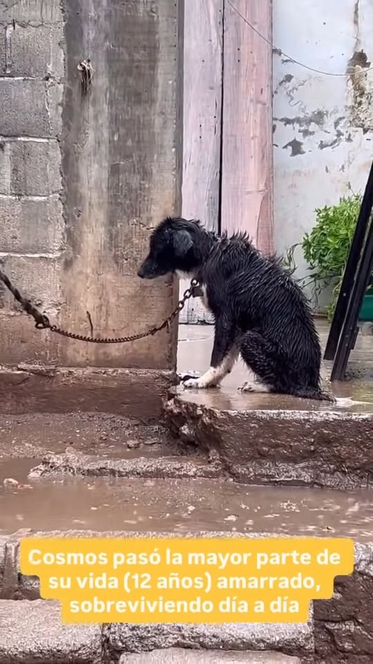 M0911013 That poor dog why did they tie him out in the rain