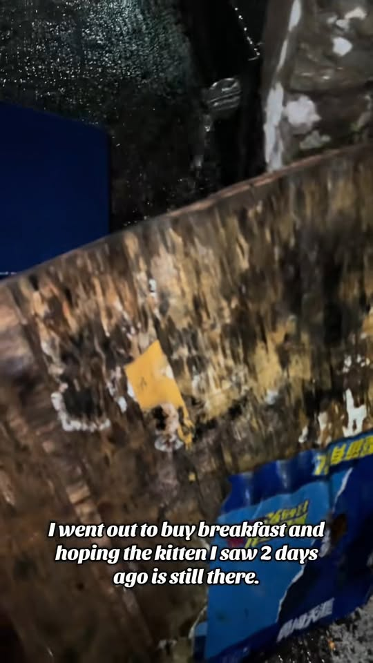 M0911014 went out to buy food hoping makikita ko ulit yung kuting na nakita part1