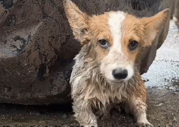 M0711019 Muddy Hideout to Wiggly Smiles Legged Corgi Life part2