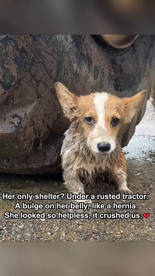 M0711019 Muddy Hideout to Wiggly Smiles Legged Corgi Life part2