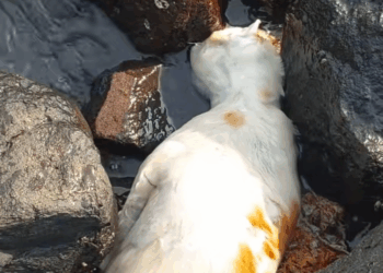 M0911015 kasian ada bangkai kucing aksi bersih pantai seri #ses2025 #surab