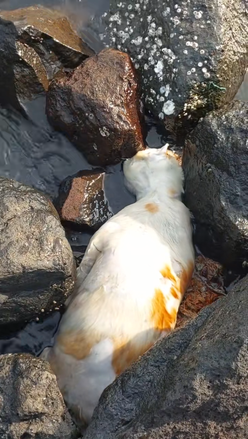 M0911015 kasian ada bangkai kucing aksi bersih pantai seri #ses2025 #surab