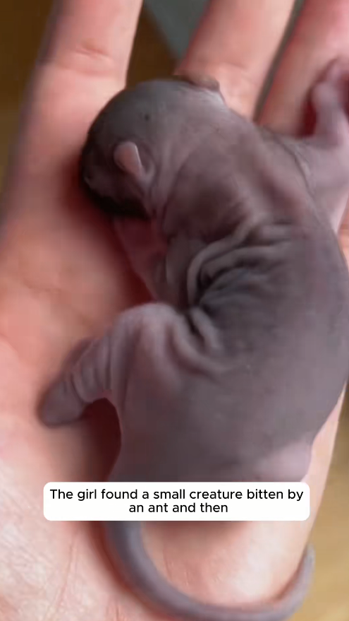 M0711020_girl found small creature bitten by an ant she adopted it_part2