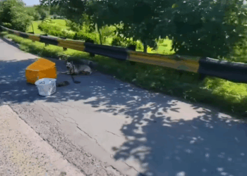 M0711021_Rescue family of dogs on road #rescue #rescuedog #puppy #puppyt…_part2