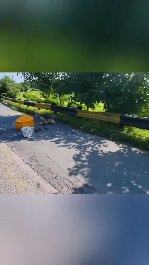 M0711021_Rescue family of dogs on road #rescue #rescuedog #puppy #puppyt…_part2