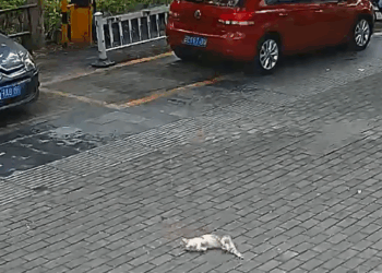 M1011001_saw stray cat fall great height. immediately gave it art…_part2