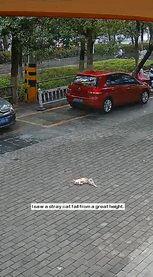 M1011001_saw stray cat fall great height. immediately gave it art…_part2
