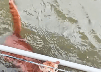 M1011002_please save that cat#cat #trending #xuhuong #fyp #pet_part2