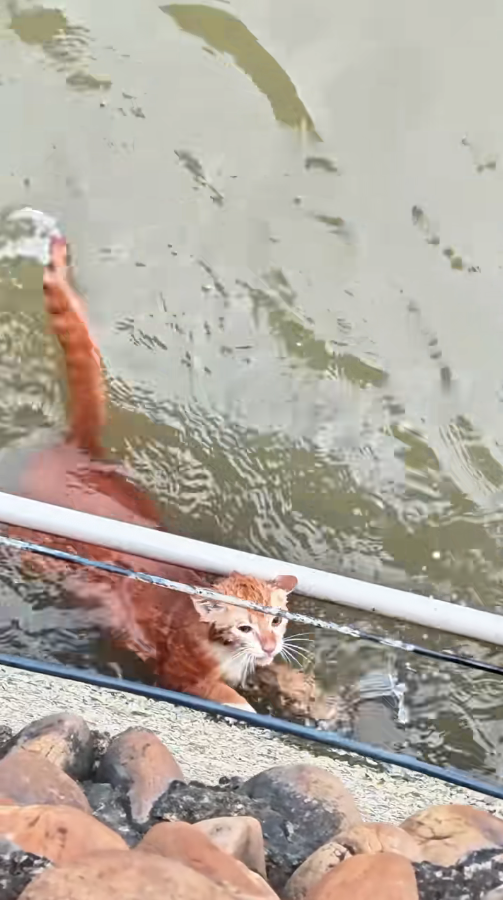 M1011002_please save that cat#cat #trending #xuhuong #fyp #pet_part2