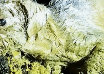 M1011003_Save stray dogs trapped in mud on rainy night #straydog #strayd…_part2