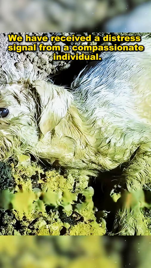 M1011003_Save stray dogs trapped in mud on rainy night #straydog #strayd…_part2