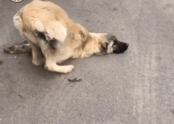 M0711006_He Collapsed on Street, Crying Help But No One Stopped in Time_part2