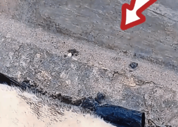 M1011006_Rescue Exhausted Puppy Next to Trash Pile_part2