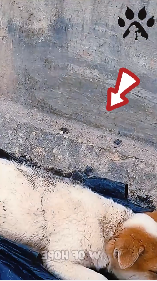 M1011006_Rescue Exhausted Puppy Next to Trash Pile_part2