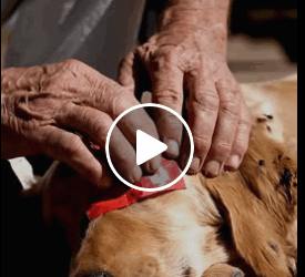 M3110018 Everyone’s eyes teared up after seeing what happened to the puppy… the ending is extraordinary 😢🐶 ✅ part2