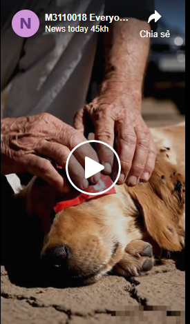 M3110018 Everyone’s eyes teared up after seeing what happened to the puppy… the ending is extraordinary 😢🐶 ✅ part2