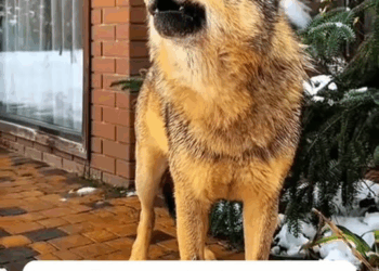 M1111001 Rescue wolf fell into hunter trap then #AnimalR