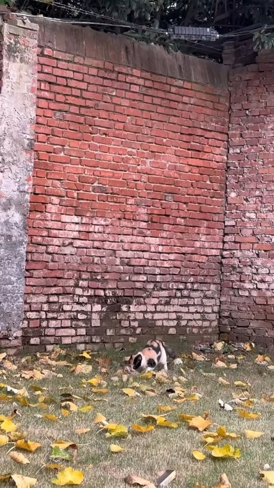 M0711021 #cat #trending #xuhuong #fyp #pet part2