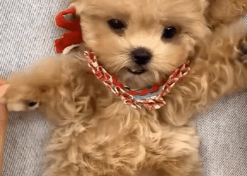 M1111002 found very cute puppy in street decided to adopt it #fy