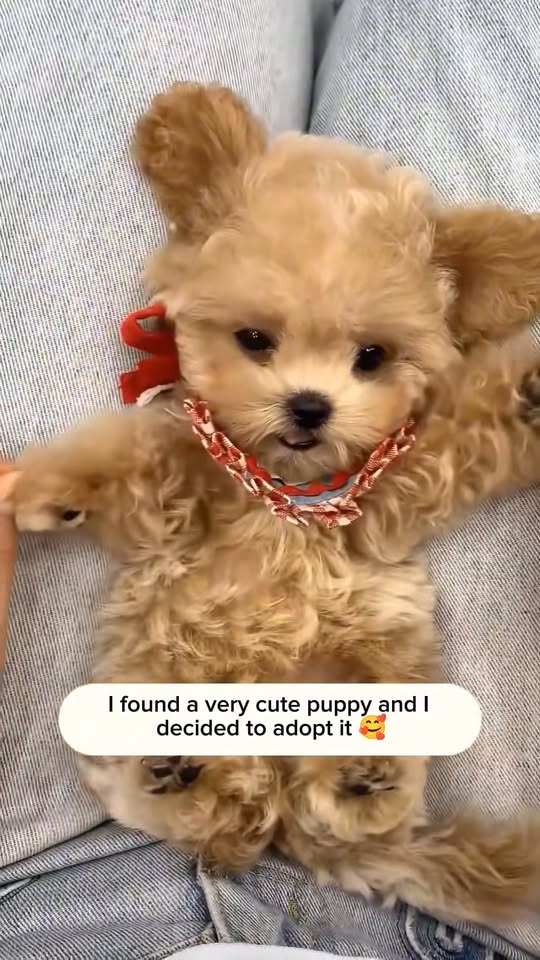 M1111002 found very cute puppy in street decided to adopt it #fy