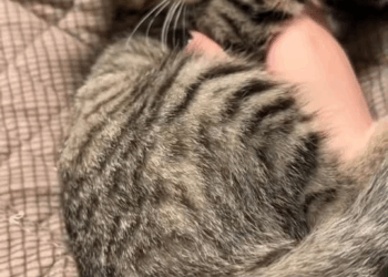 M1111003 found kitten trapped under car then #rescue #animal #kitt