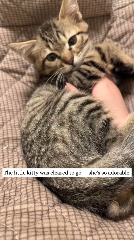 M1111003 found kitten trapped under car then #rescue #animal #kitt
