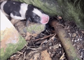 M1111004 couple saves newborn puppy certain death after it fell betwe