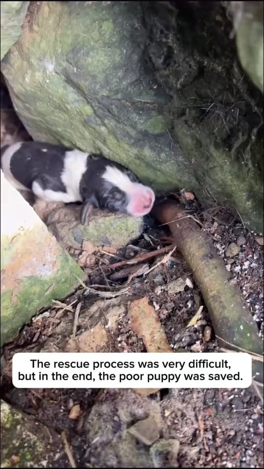 M1111004 couple saves newborn puppy certain death after it fell betwe