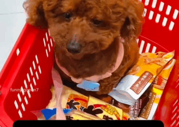 M1111005 Meet Happiest Dog in world #puppy #dogreaction #bravedog #h