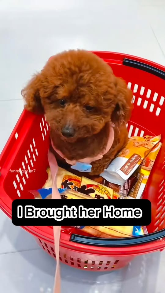 M1111005 Meet Happiest Dog in world #puppy #dogreaction #bravedog #h