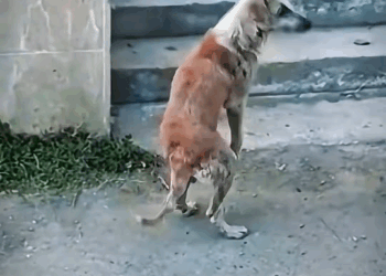 M1111006 Abandoned Dog Only Wish Was Walking Again part2