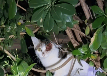 M1111008_kind Boy saved one eyed warrior who had lost half of her face #Ca…_part2