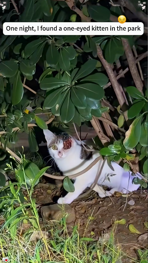 M1111008_kind Boy saved one eyed warrior who had lost half of her face #Ca…_part2