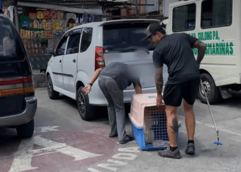 M1111007 He was trapped behind wall MONTH but you need to see Wally th