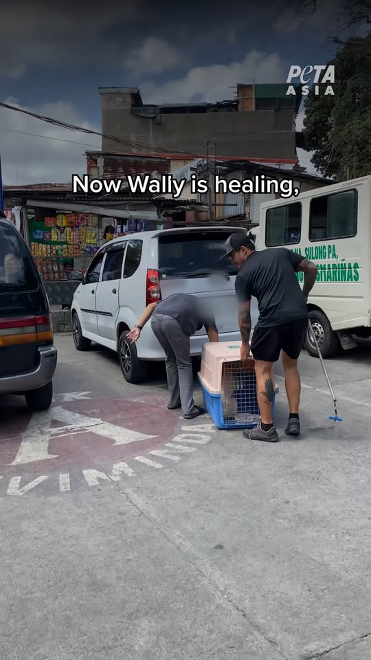 M1111007 He was trapped behind wall MONTH but you need to see Wally th