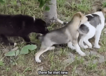 M1111009 Found Puppy Covered in Paint What Happened Next Broke My Heart People rescue animals part2