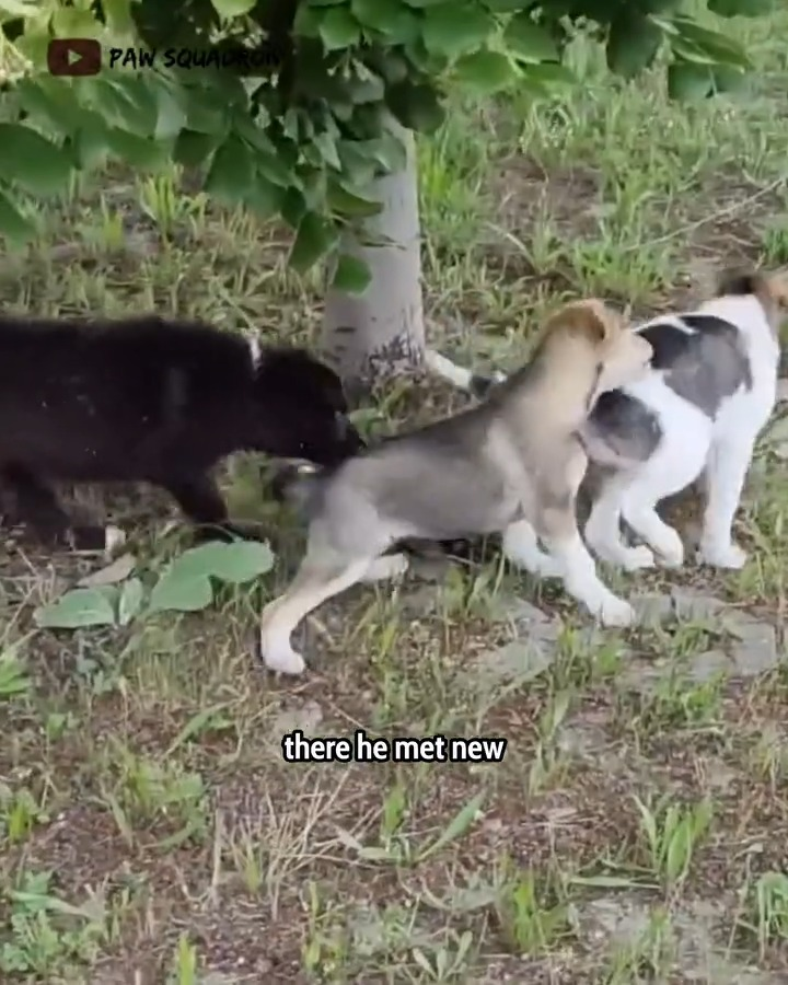 M1111009 Found Puppy Covered in Paint What Happened Next Broke My Heart People rescue animals part2