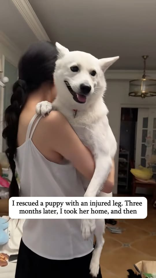 M1111010 rescued puppy an injured leg